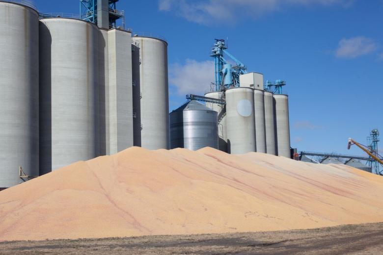 17 октября в госфонд закупили 40,5 тысяч тонн зерна